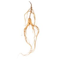 ANTI-CANCER,IMMUNITY BOOSTING